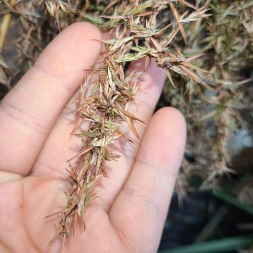 Herbs Lemon Grass Organic 10 Seeds for sale in Pretoria / Tshwane